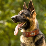 Robustes Lederhalsband mit Nieten und Metallakzenten für große Hunde