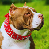 Stachelhalsband für Mittelgroße und Große Hunde im Punk-Stil mit Nieten