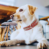 Stachelhalsband für Mittelgroße und Große Hunde im Punk-Stil mit Nieten