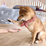 Kühlendes Hundehalsband mit traditionellem Design für heiße Sommertage