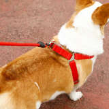 Verstellbares Hundegeschirr mit passender Leine in 5 Farben