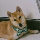 Kühlendes Hundehalsband mit traditionellem Design für heiße Sommertage